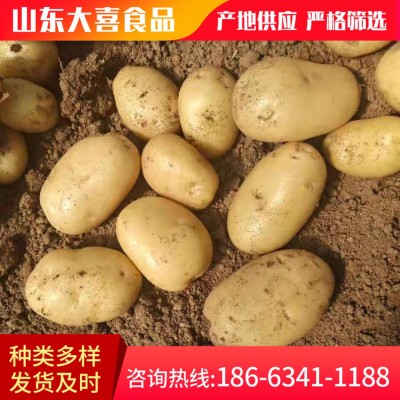 粉糯农家新鲜蔬菜土豆 山东莱芜特产黄心土豆 黄皮大土豆马铃薯图1
