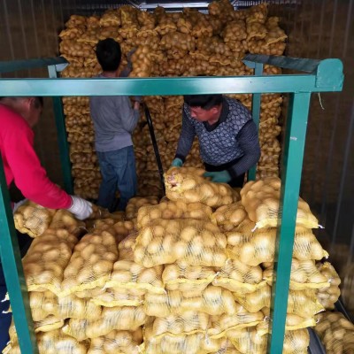 粉糯农家新鲜蔬菜土豆 山东莱芜特产黄心土豆 黄皮大土豆马铃薯图3
