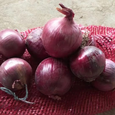 基地批发紫皮食用洋葱 酒店饭店 餐厅新鲜大圆洋葱 purple onion图2