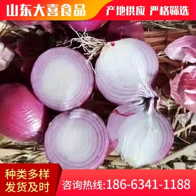 基地批发紫皮食用洋葱 酒店饭店 餐厅新鲜大圆洋葱 purple onion