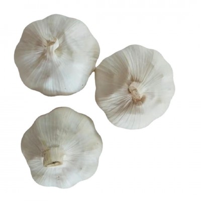 产地garlic 山东大喜食品供应出口级别大蒜规格齐全5/5.5/6.0CM图5