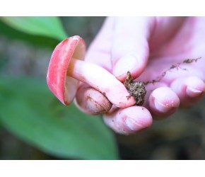 不用投资年赚30000，福建大哥在农村采月子菌菇，一公斤卖1000多