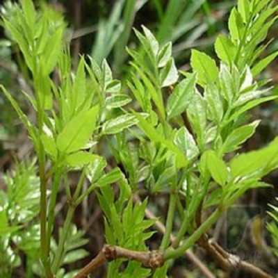 2024年湖南特产厂家直销清仓野藤茶嫩芽尖莓茶图5