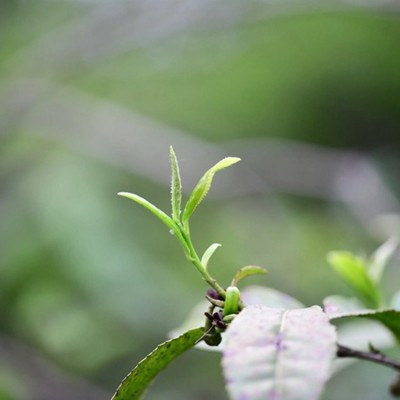 茶叶批发 绿茶新茶 散装明前春茶毛尖高山云雾嫩芽 怡品茶厂图3