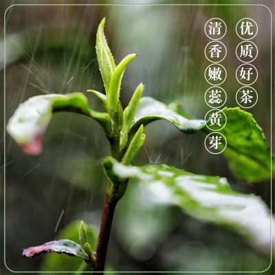 茶叶批发 绿茶新茶 散装明前春茶毛尖高山云雾嫩芽 怡品茶厂