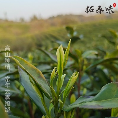 高山白茶兰花香白叶一号安吉特产遂昌雨前珍惜绿茶浙南新茶批发茶图3