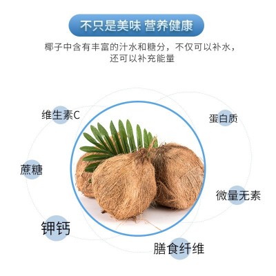泰式生榨椰子汁1.5升*6瓶椰汁果味饮料海南椰子椰纤果肉椰汁饮料图4