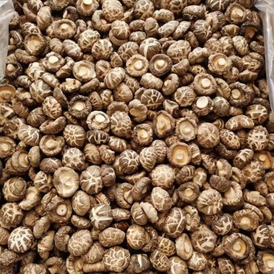 河南香菇百花菇蘑菇源头工厂直发餐饮酒店食品厂直供货源稳定充足图2