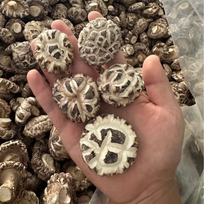 河南香菇百花菇蘑菇源头工厂直发餐饮酒店食品厂直供货源稳定充足图5