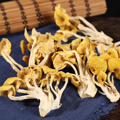 鸡油菌云南原产地黄金菇黄丝菌食用菌菇汤包煲汤食材厂家批发代发图4