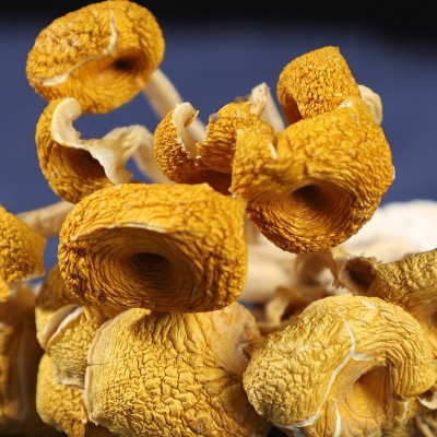 鸡油菌云南原产地黄金菇黄丝菌食用菌菇汤包煲汤食材厂家批发代发图2