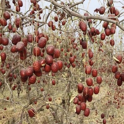 加工定制新疆若羌灰枣农家未洗自然吊干枣新疆大红枣自然吊干灰枣图3