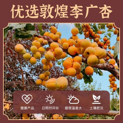 敦煌无核李广杏干不加糖无添加剂杏皮茶专用酸甜杏皮敦威厂家图3