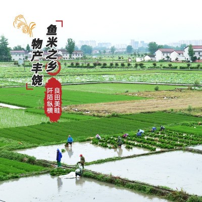 陕西汉中洋县龙凤王汉中大米香米厂家直供批发图3