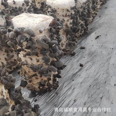 秋木耳牡丹江特产干货无根黑木耳小碗耳农产品电商直播一件代发图2