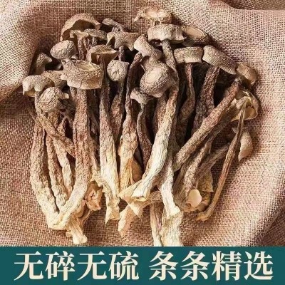 厂家直销古田鹿茸菇干货散装餐饮食材脆脆菇多种规格鹿茸菌批发图3