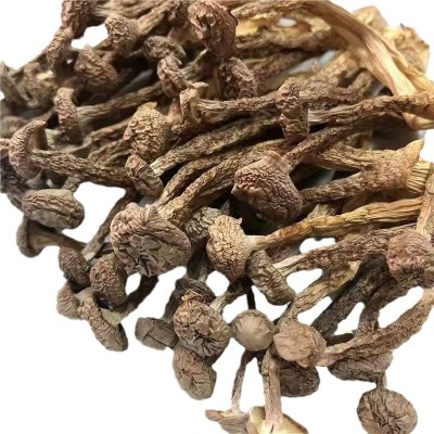 厂家直销古田鹿茸菇干货散装餐饮食材脆脆菇多种规格鹿茸菌批发图4