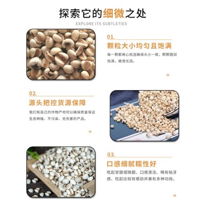 低温烘焙熟薏米大薏米五谷杂粮磨粉原料现磨豆浆煮粥煲汤薏米批发图3