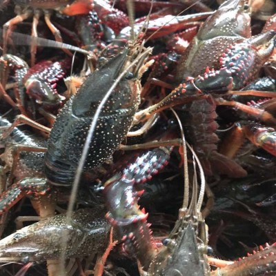 湖北洪湖鲜活小龙虾全规格 地板干净 清水小龙虾批发基地全国发货图2