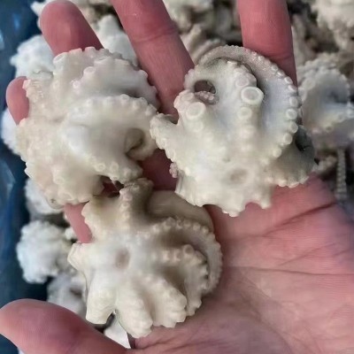 盐揉八爪鱼脆口八爪鱼三去小章鱼翻花八爪鱼冰冻水产品章鱼批发图3