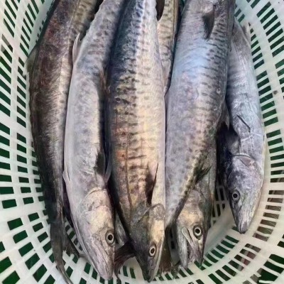 南海马鲛鱼纯中段肉质鲜嫩肥美康氏马鲛鱼片鲜冻海产博贺渔港特产图2