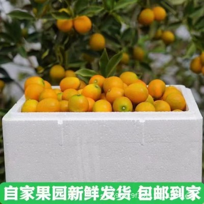 产地货源广西融安脆蜜金桔整箱脆皮小金桔新鲜水果包邮一件代发