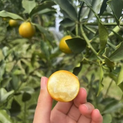 产地货源广西融安脆蜜金桔整箱脆皮小金桔新鲜水果包邮一件代发图2