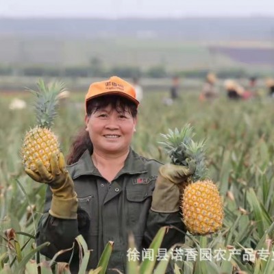 广东徐闻菠萝原产地直发收到即食菠萝酸甜多汁5斤9斤包邮基地直供图2