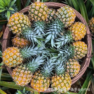 广东徐闻菠萝原产地直发收到即食菠萝酸甜多汁5斤9斤包邮基地直供图3
