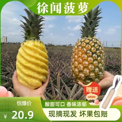 广东徐闻菠萝原产地直发收到即食菠萝酸甜多汁5斤9斤包邮基地直供图1