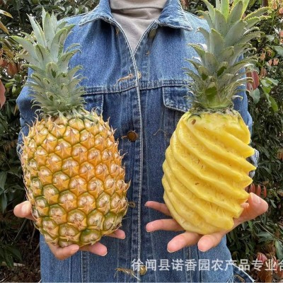 广东徐闻菠萝原产地直发收到即食菠萝酸甜多汁5斤9斤包邮基地直供图4