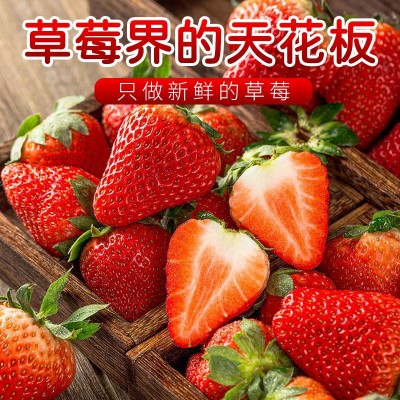 丹东九九草莓新鲜应季水果草莓头茬红颜草莓冰糖葫芦蛋糕装饰水果图4