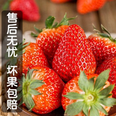丹东九九草莓新鲜应季水果草莓头茬红颜草莓冰糖葫芦蛋糕装饰水果图3