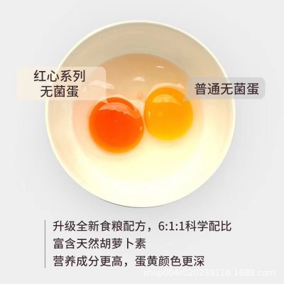 可生食无菌鲜鸡蛋红心新鲜富硒日本寿喜锅日料10枚装图2