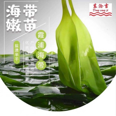 霞浦海带苗鲜嫩海带嫩芽 凉拌火锅盐渍半干海带 厂家批发价图1
