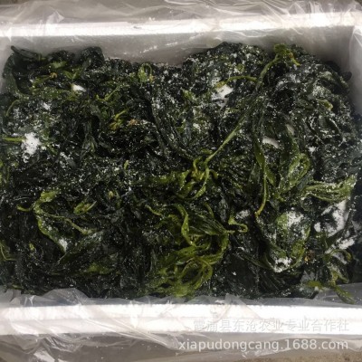 霞浦海带苗鲜嫩海带嫩芽 凉拌火锅盐渍半干海带 厂家批发价图3