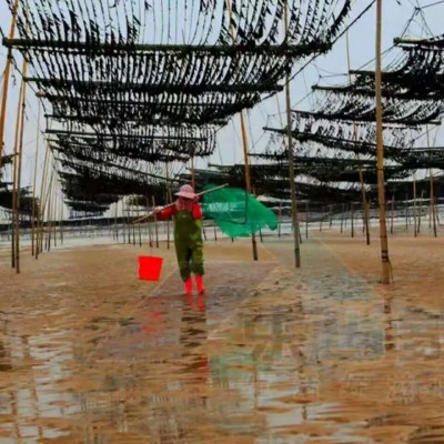 源头工厂福建晋江乐当家免洗紫菜 无沙头水水产海产干货批发100g图3