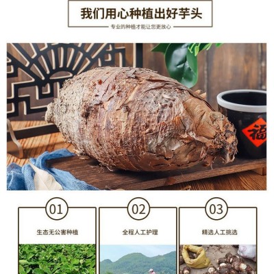 正宗广西荔浦芋头特大槟榔芋香芋毛芋批发 种植基地新鲜采挖直发图2
