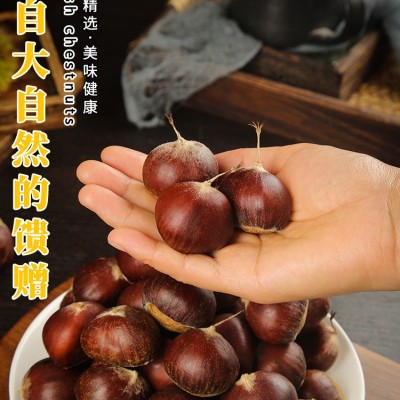 ny新鲜丹东生板栗10斤当季大板栗生栗东北锥栗野生板栗大果菜毛栗图3