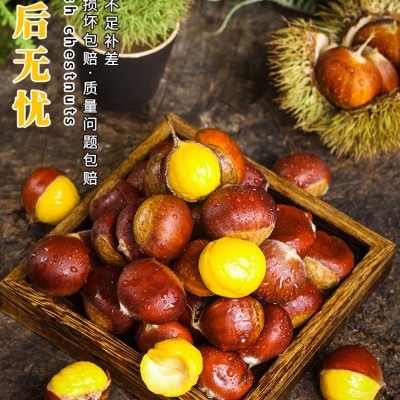 ny新鲜丹东生板栗10斤当季大板栗生栗东北锥栗野生板栗大果菜毛栗图5