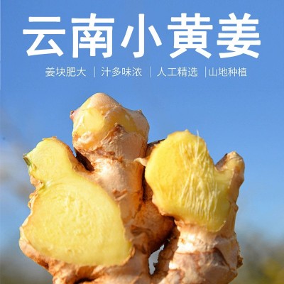 云南富宁小黄姜鲜姜嫩姜月子姜现挖姜批发1/3/5/10斤整箱批发现货