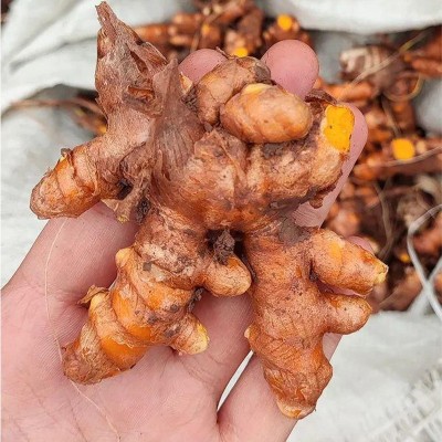 云南野生姜黄高山红肉月子姜咖喱原料产后调节药材产地直供批发图5