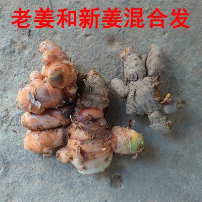 云南野生姜黄高山红肉月子姜咖喱原料产后调节药材产地直供批发图2