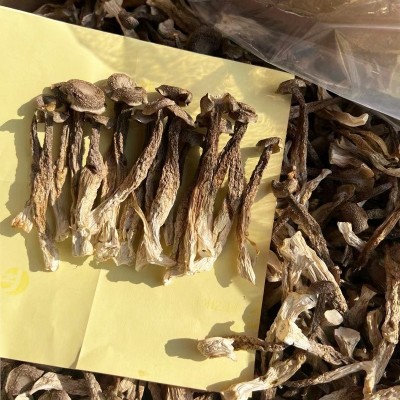 鹿茸菇干货云南特产新货无硫鹿茸菇食用菌菇散装批发蘑菇整箱10斤图2