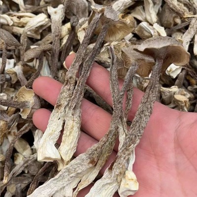 鹿茸菇干货云南特产新货无硫鹿茸菇食用菌菇散装批发蘑菇整箱10斤图3