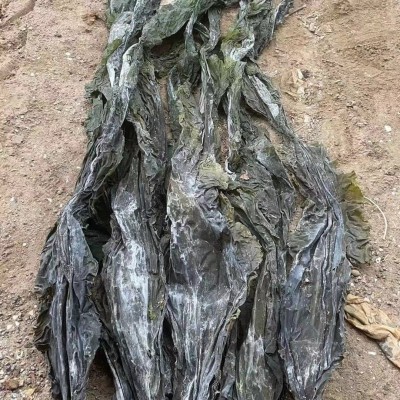 叶大厚实地摊海带批发黄叶少沙少整条海带皮跑江湖晒干海带干货图2