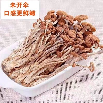 古田未开伞茶树菇干货不开伞茶树菇厂家货源小包装抖音视频号代发图3
