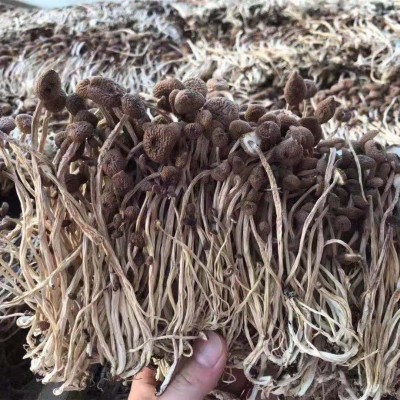 古田未开伞茶树菇干货不开伞茶树菇厂家货源小包装抖音视频号代发图5