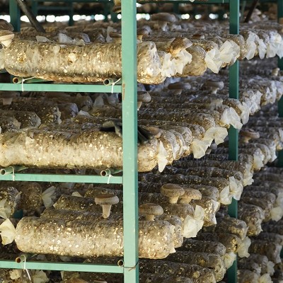 咕咕250g优选肉厚无根干香菌类特产农家家用蘑菇冬菇一件代发图3