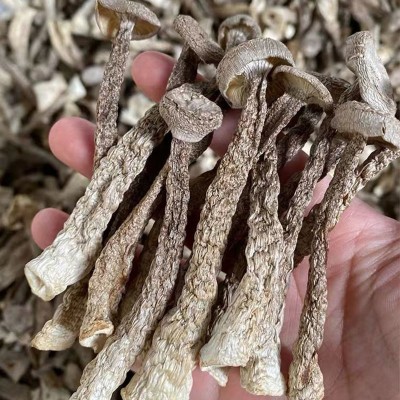 云南特产鹿茸菇干货 厂家批发食用菌鹿茸菌干货批发 产地货源图3